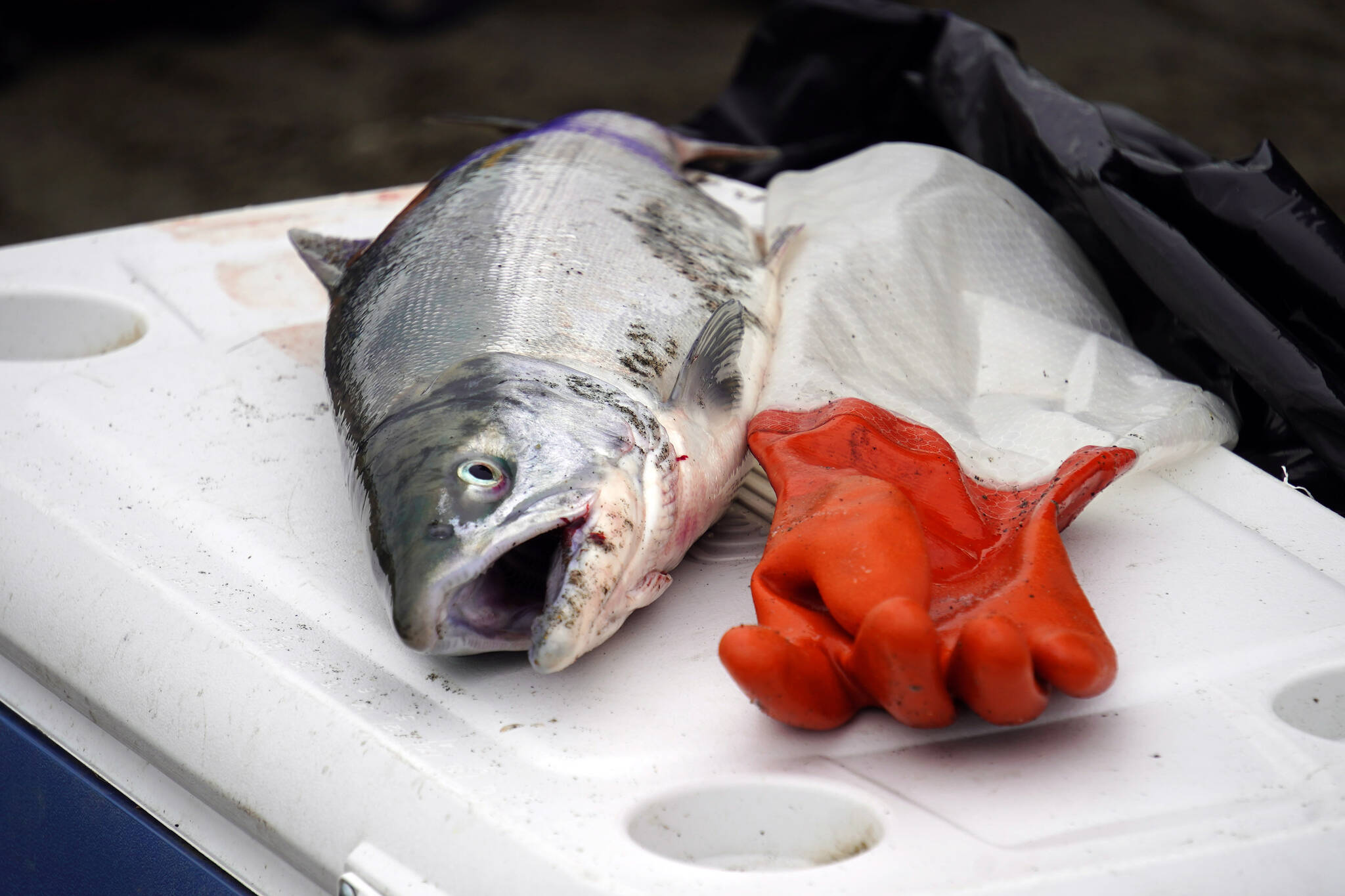 Kenai River sockeye salmon fishing 'has picked up