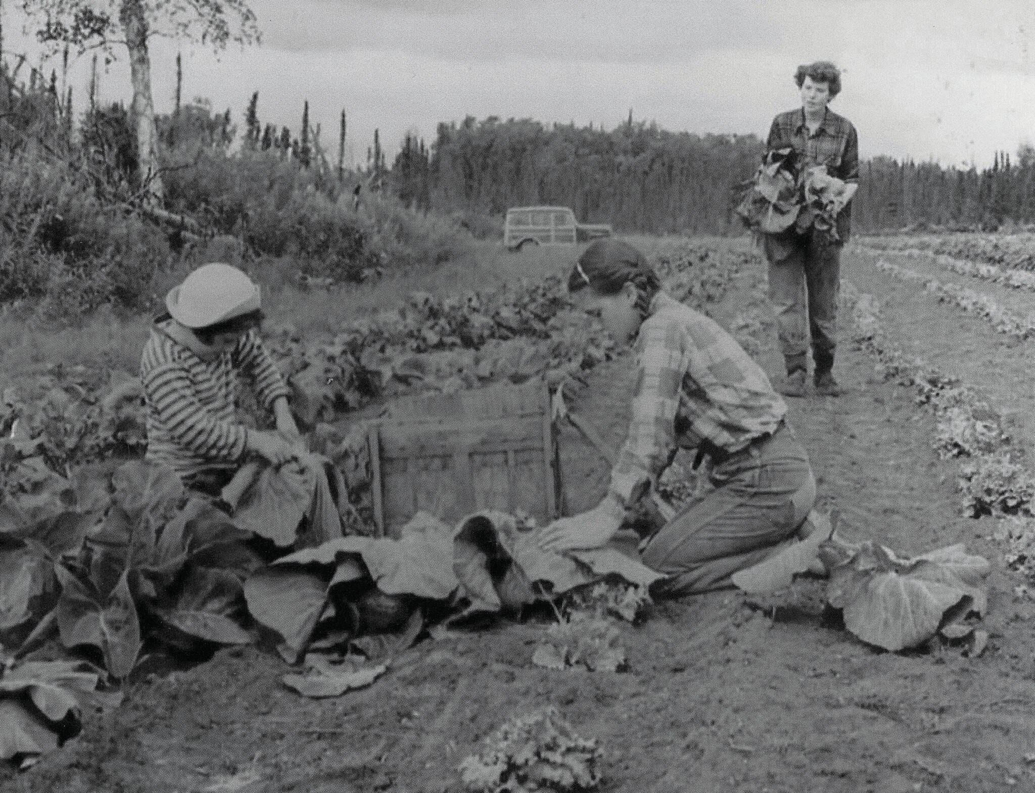 1954 photo by Bob and Ira Spring for Better Homes & Garden magazine
Rusty Lancashire (standing) and two of her daughters work to harvest vegetables from their large homestead garden.