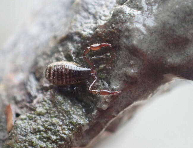 The intertidal pseudoscorpion (Halobisium occidentale) is the second species of pseudoscorpion to be documented on the Kenai National Wildlife Refuge. (Photo courtesy USFWS)