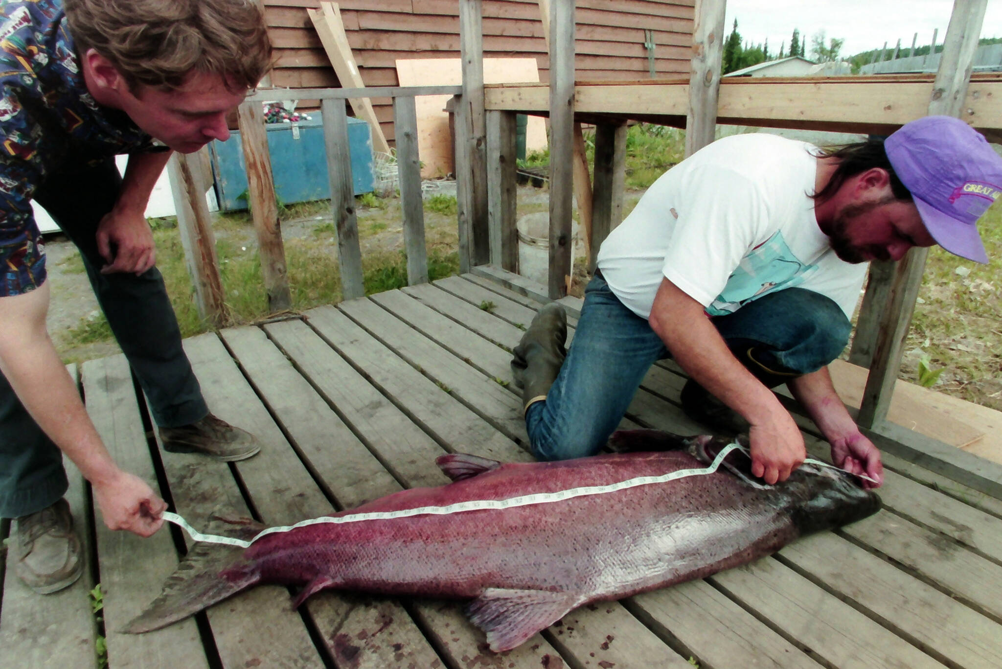 A stock of concern: Board of Fish to consider action plan for king salmon  management