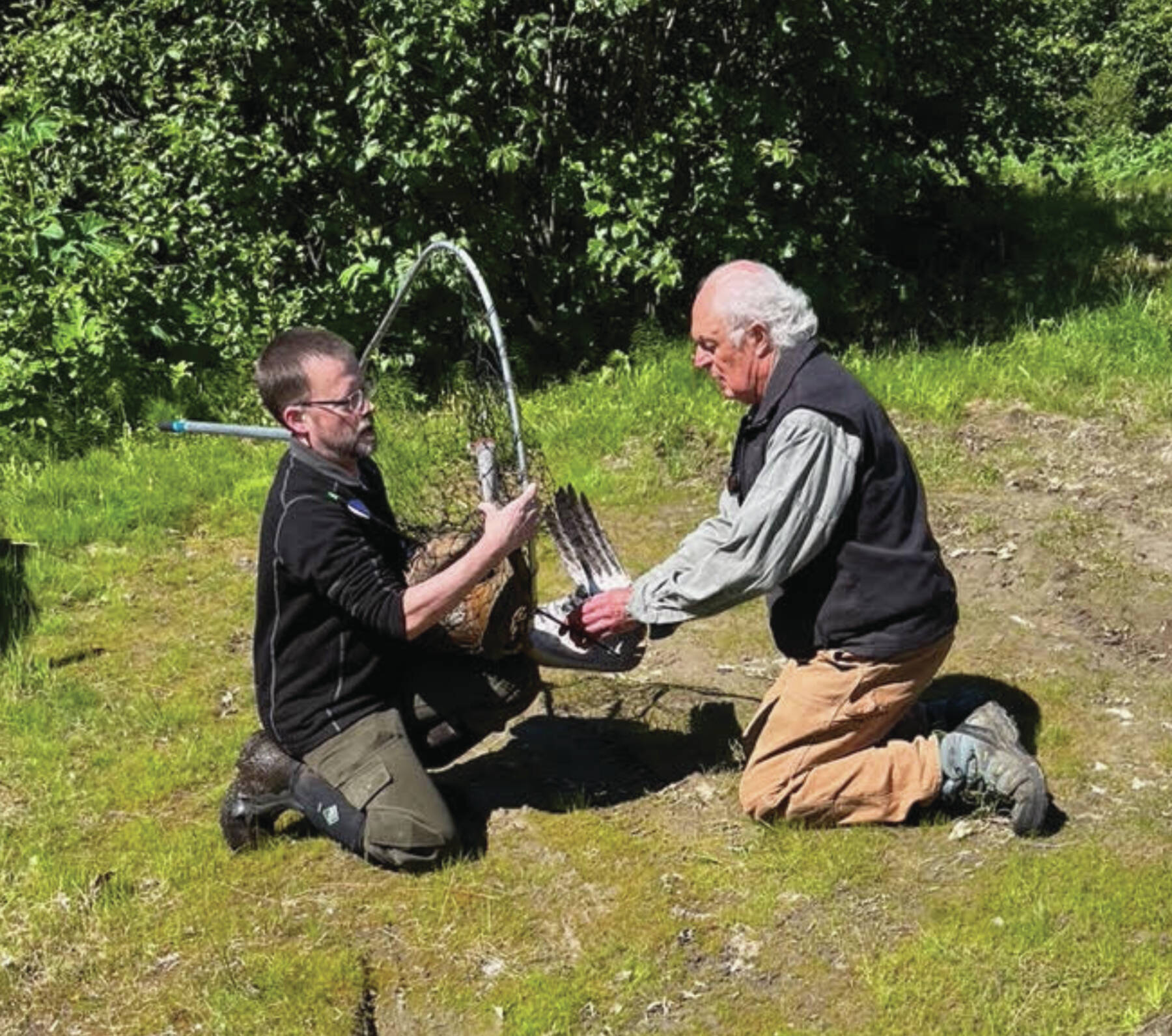 Jason Sodergren and retired veterinarian Ralph Broshes capture and attend to crane shot with an arrow, July 9, 2023, in Homer, Alaska. (Photo provided by Nina Faust)