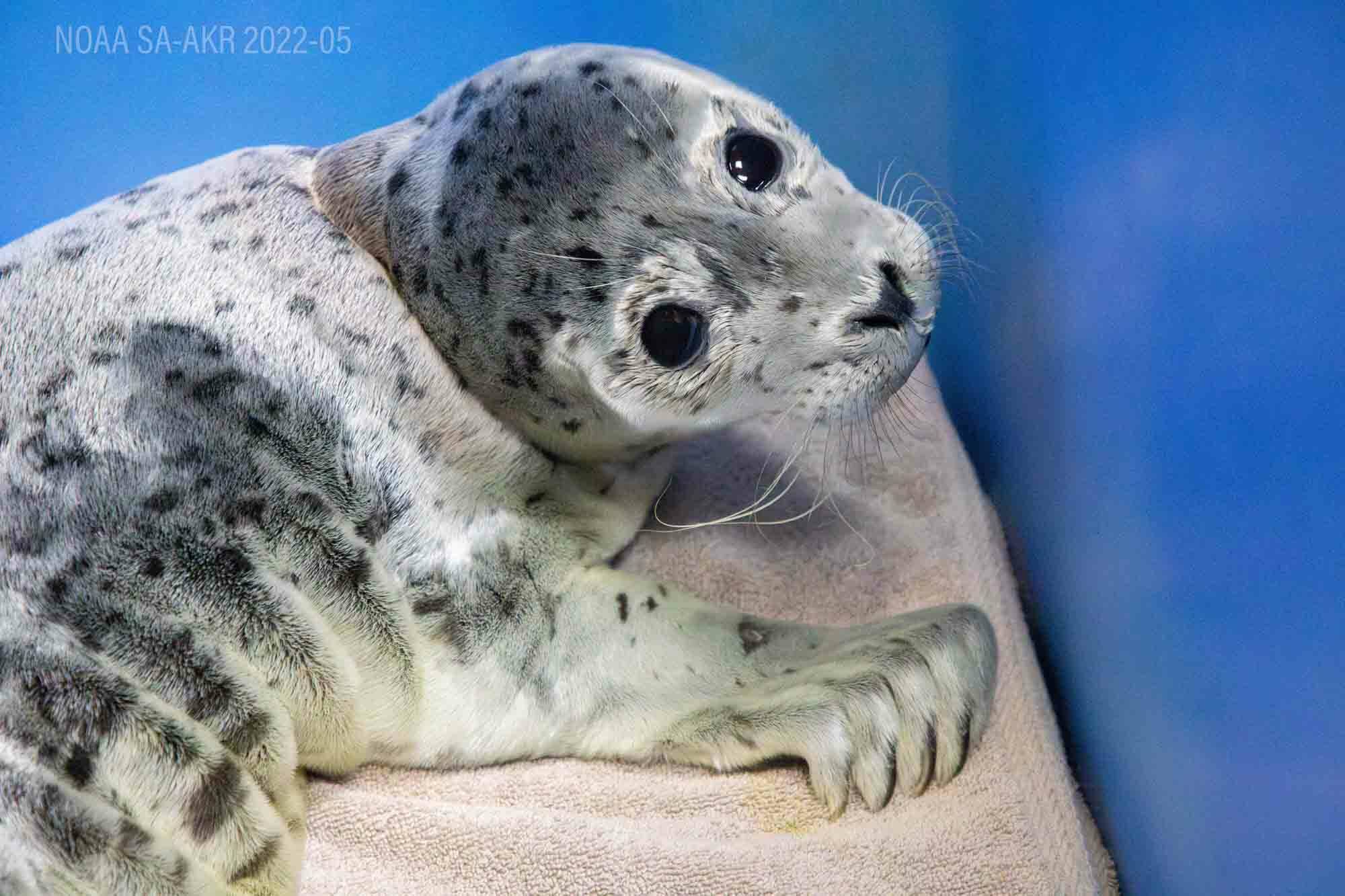 A seal pup rescued from the Kenai Beach is in the care of the Alaska SeaLife Center’s Wildlife Response Program in Seward, Alaska, on June 6, 2024. (Photo provided by Alaska SeaLife Center)