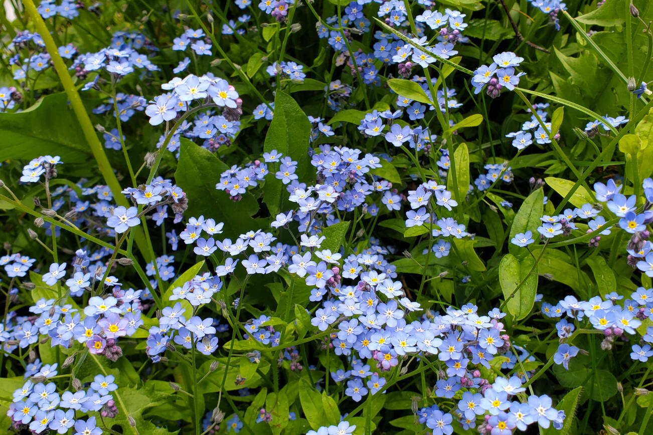 Forget-me-nots are in bloom on Tuesday, June 11, 2024 near a certain raspberry patch in Homer, Alaska. (Delcenia Cosman/Homer News)