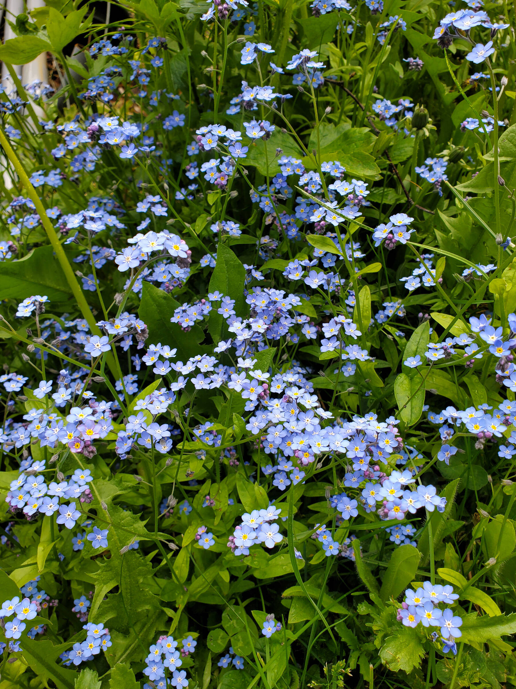 Forget-me-nots are in bloom on Tuesday, June 11, 2024 near a certain raspberry patch in Homer, Alaska. (Delcenia Cosman/Homer News)