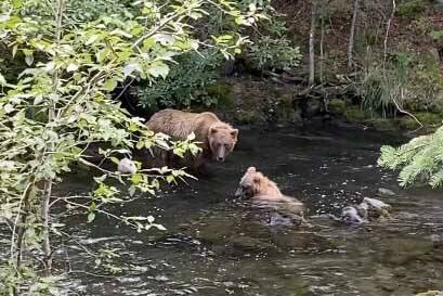 Brown bears fishing for salmon on the Russian River. (Photo by Kris Inman/USFWS)
