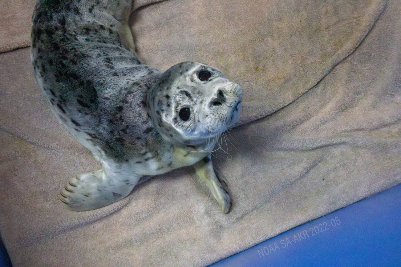 A harbor seal pup rescued from near the Copper River Delta is photographed at the Alaska SeaLife Center in Seward, Alaska. (Photo provided by Alaska SeaLife Center)