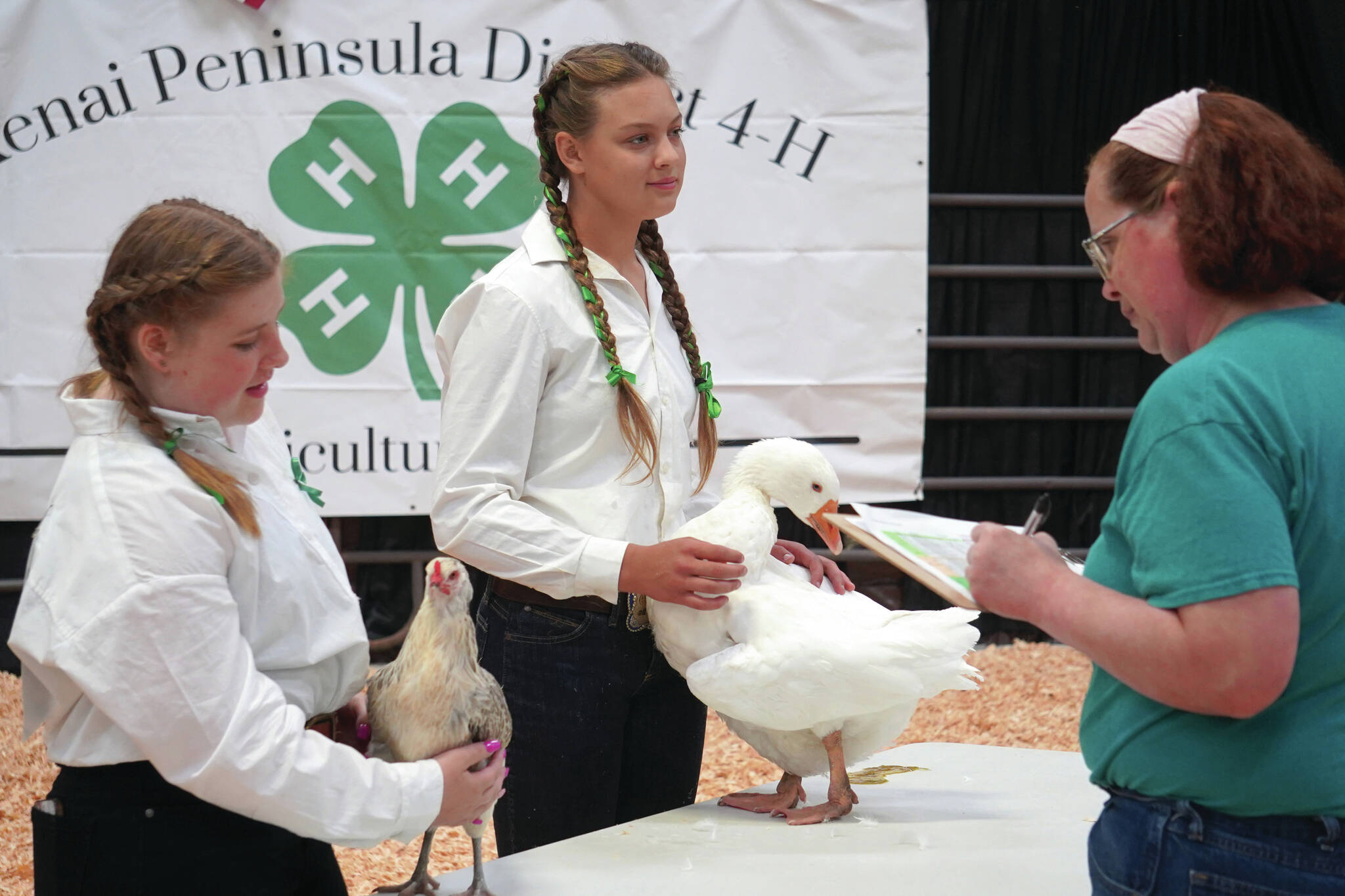 Jake Dye/Peninsula Clarion
Kelsey Gravelle shows a hen named Frego and Abigail Price shows a goose named Sarah to Judge Mary Tryon at the Kenai Peninsula District 4-H Agriculture Expo on Friday, Aug. 4, 2023, at the Soldotna Regional Sports Complex.