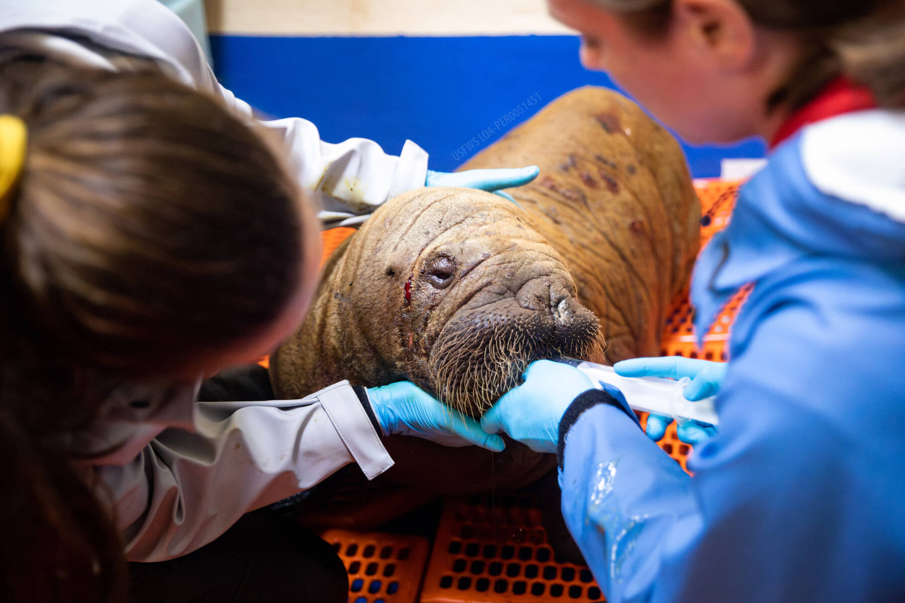Alaska SeaLife Center Animal Care Specialist Maddie Welch (left) and Veterinary Technician Jessica Davis (right) feeds the orphaned female Pacific walrus calf patient that arrived from Utqiagvik, Alaska on Monday, July 22, 2024. Walruses are rare patients for the Wildlife Response Department, with only eleven total and just one other female since the ASLC opened in 1998. Photo by Kaiti Grant