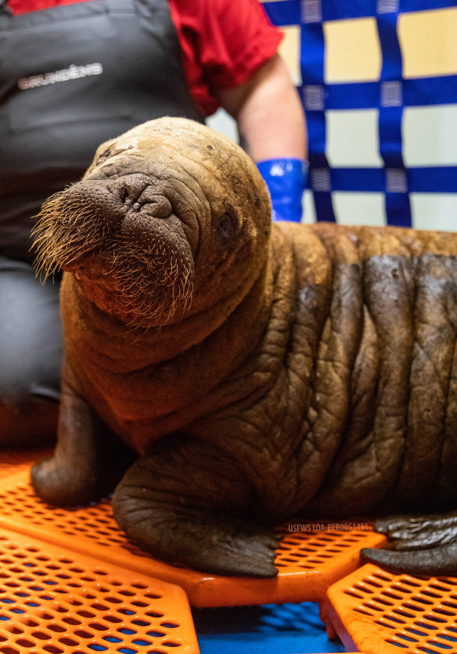 The Alaska SeaLife Center Wildlife Response Program is caring for an orphaned female Pacific walrus calf that arrived from Utqiagvik, Alaska on Monday, July 22, 2024. Photo by Kaiti Grant