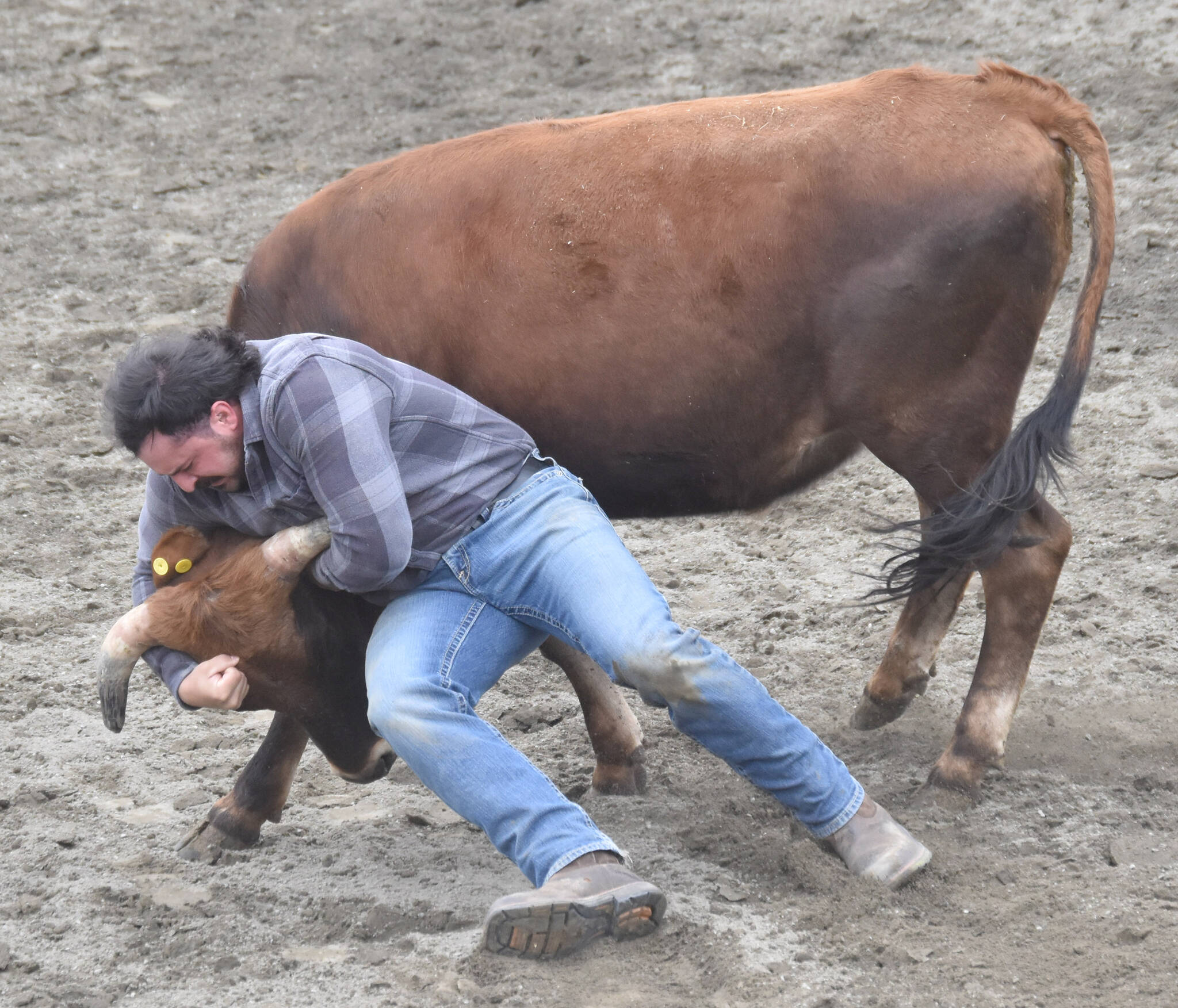 Troi Burnett competes in Chute Dogging at the third Soldotna Equestrian Association rodeo of the season Sunday, July 28, 2024, at the Soldotna Rodeo Grounds in Soldotna, Alaska. (Photo by Jeff Helminiak/Peninsula Clarion)