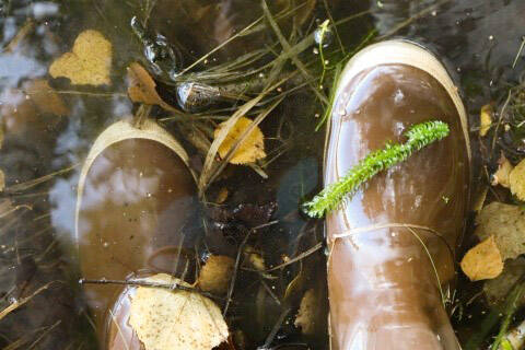 Strand of invasive elodea on top of boot submerged in water. (Photo by Deb Kornblut/USFWS)