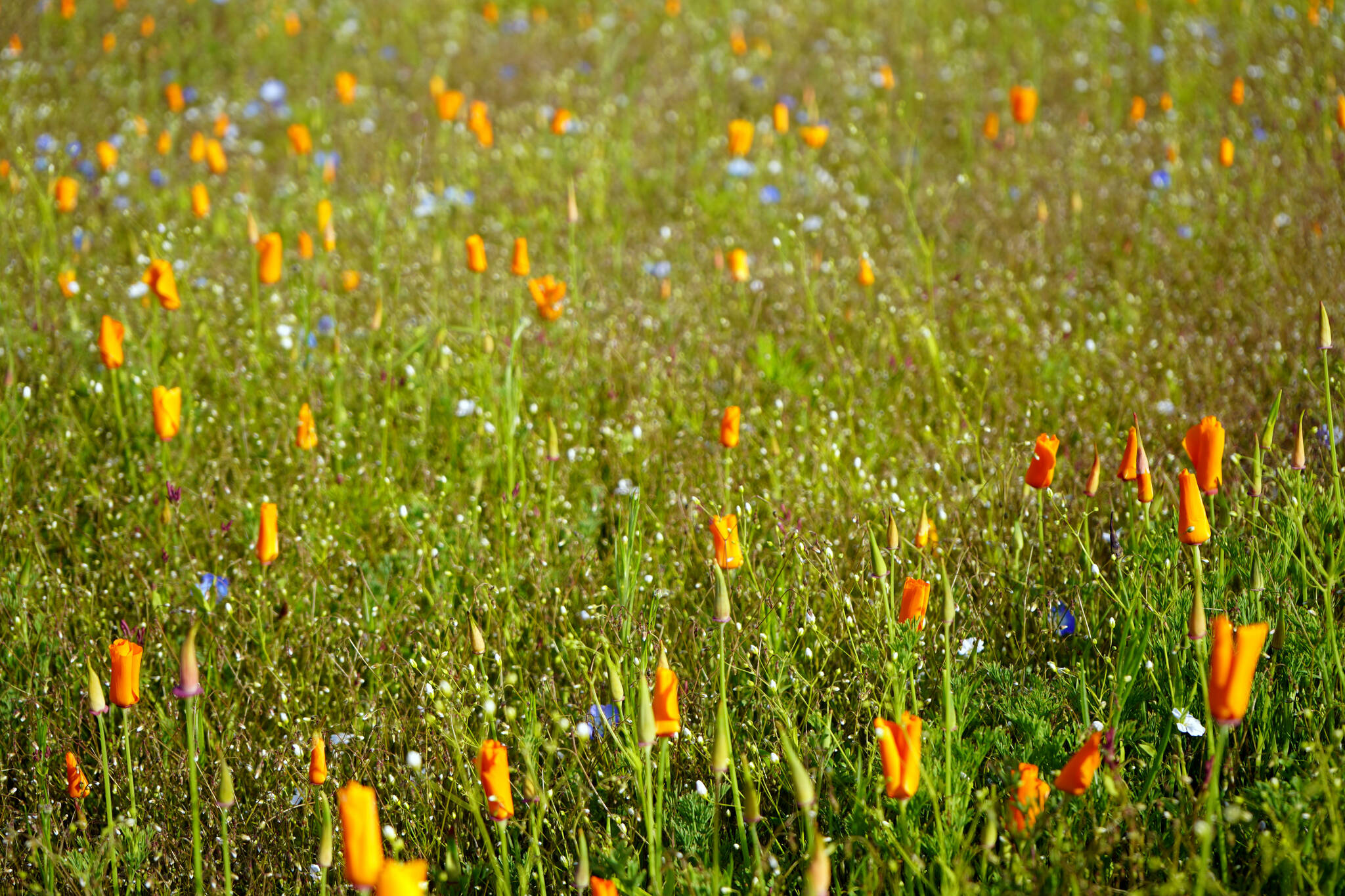 Wildflowers fill Kenai’s Field of Flowers in Kenai, Alaska, on Friday, Aug. 2, 2024. (Jake Dye/Peninsula Clarion)