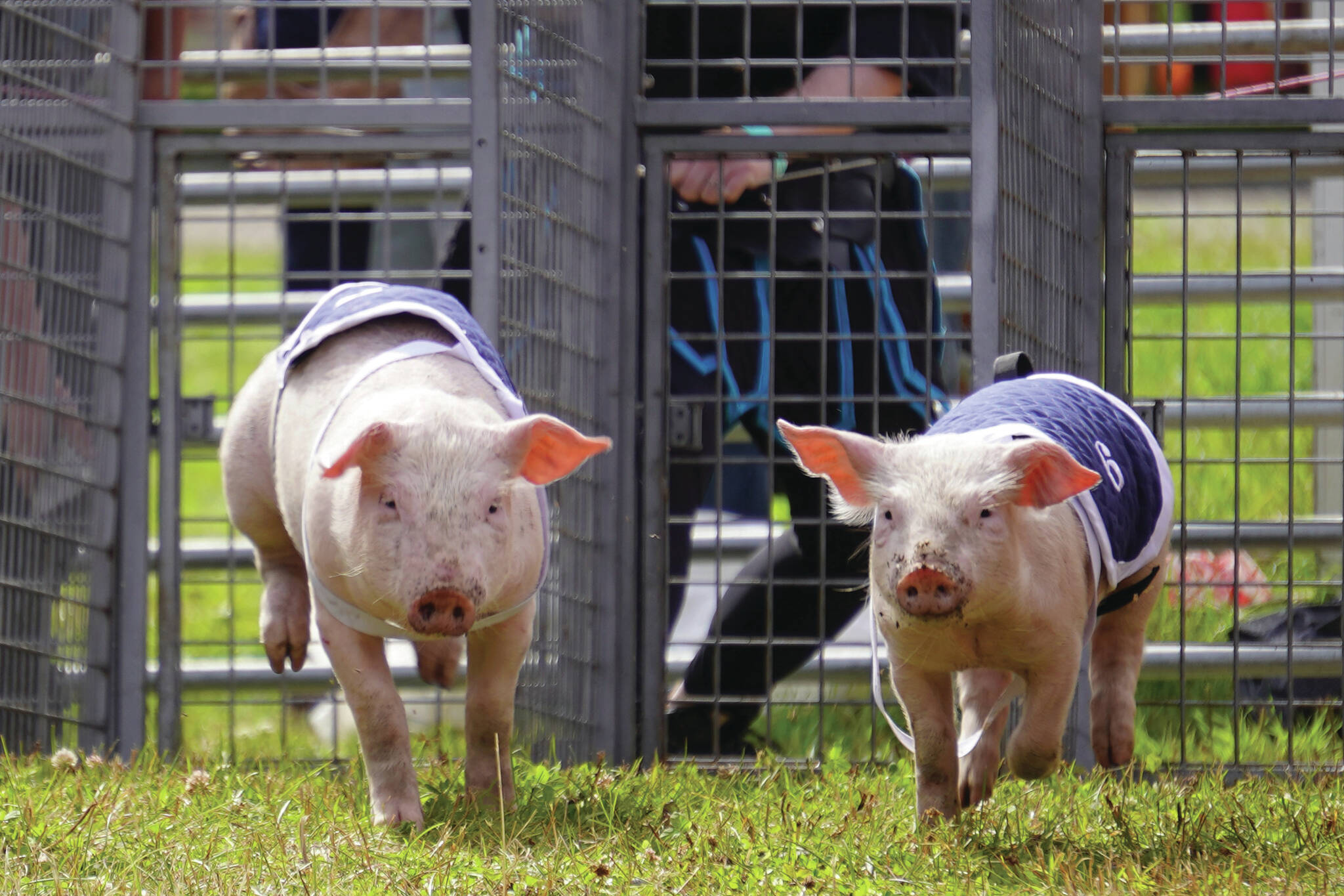 Pigs race at the Kenai Peninsula Fair in Ninilchik, Alaska, on Friday, Aug. 11, 2023. (Jake Dye/Peninsula Clarion)
Pigs race at the Kenai Peninsula Fair in Ninilchik, Alaska, on Friday, Aug. 11, 2023. (Jake Dye/Peninsula Clarion)