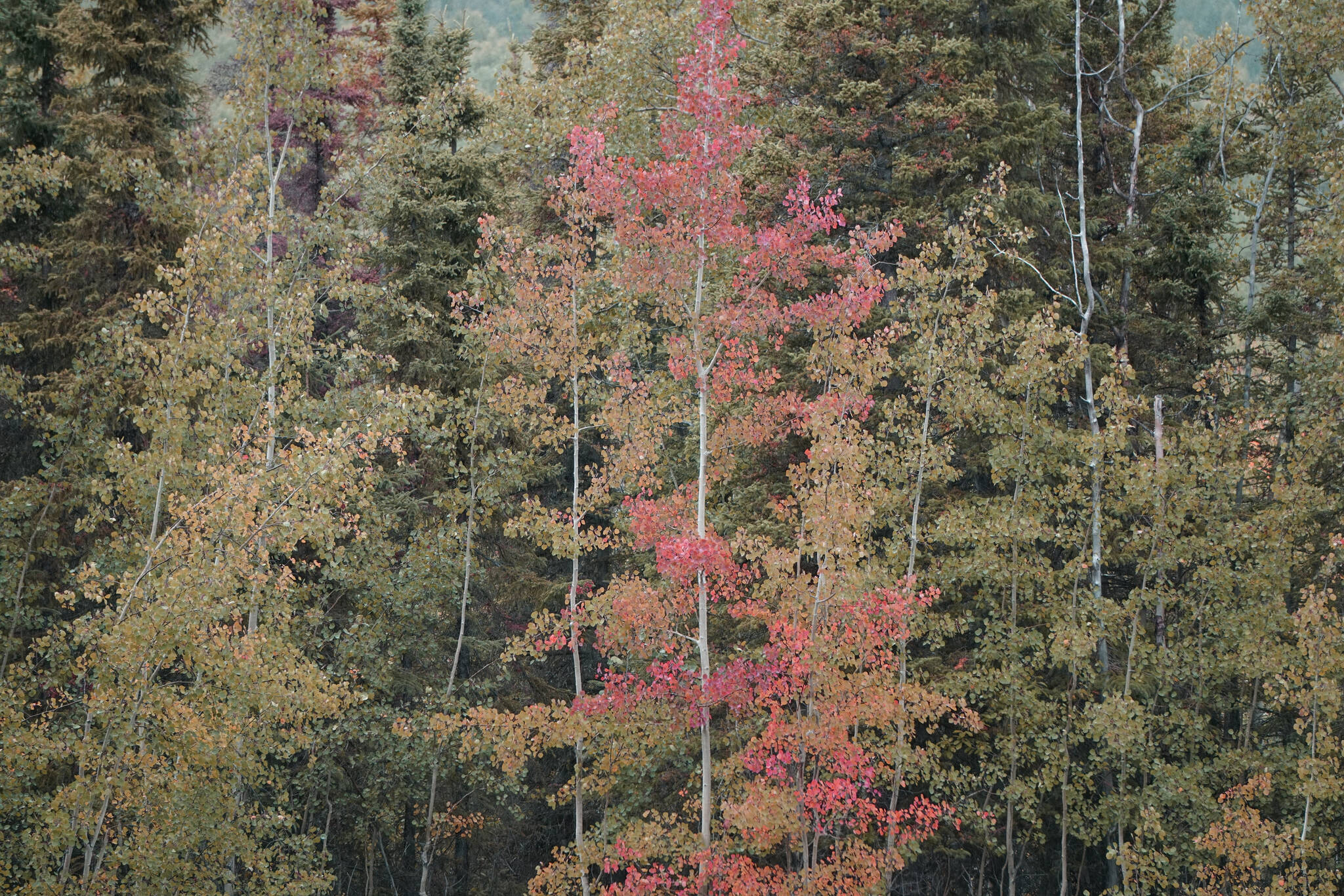 Aspen trees offer a spot of red on Saturday, Sept. 11, 2021, at the Hidden Lake Campground in the Kenai National Wildlife Refuge near Sterling, Alaska. (Photo by Michael Armstrong/Homer News)