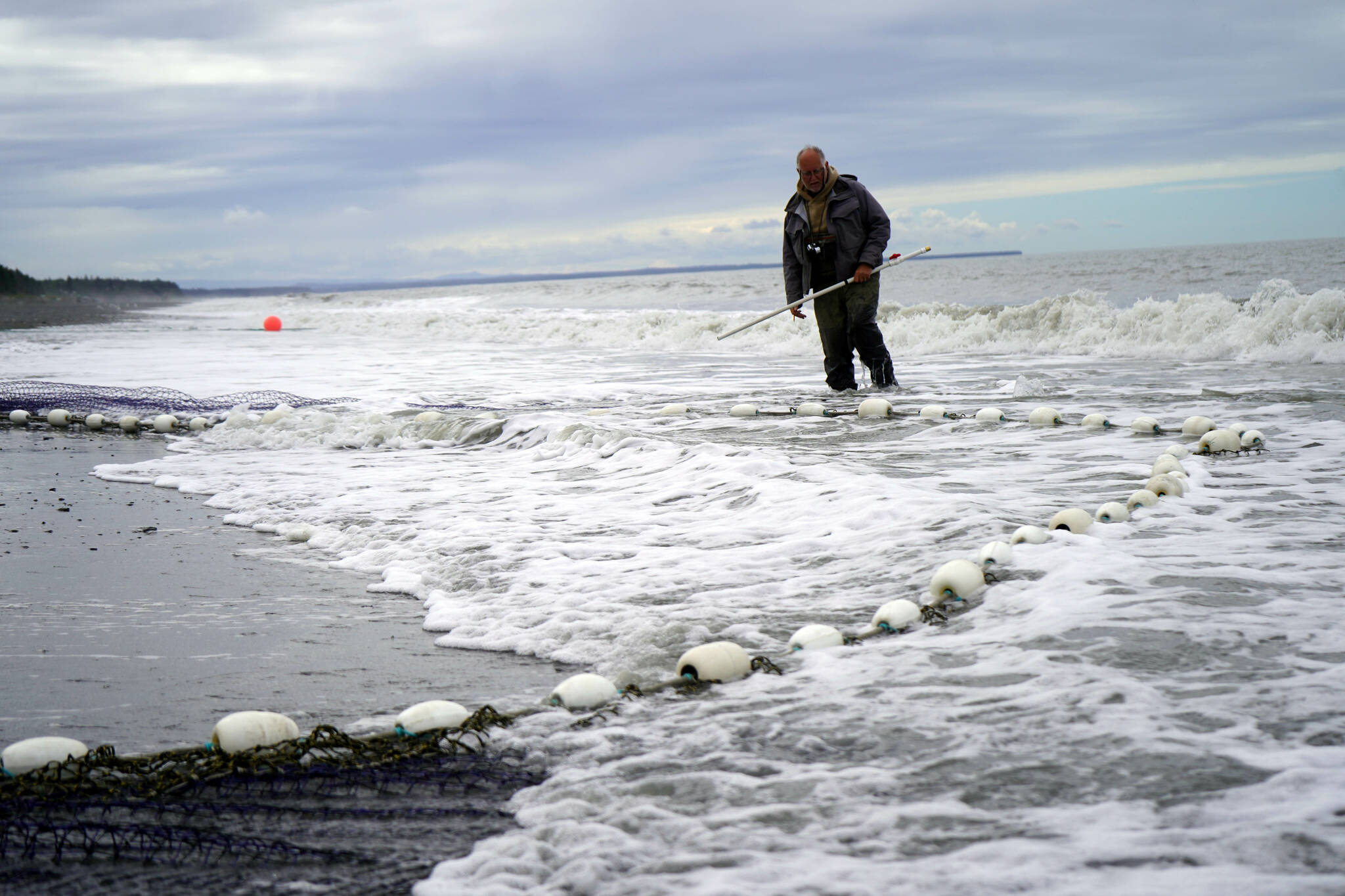 Monitor Robert Begich counts the salmon pulled ashore and looks for king salmon at a test site for beach seine gear near Kenai, Alaska, on Tuesday, July 30, 2024. (Jake Dye/Peninsula Clarion)