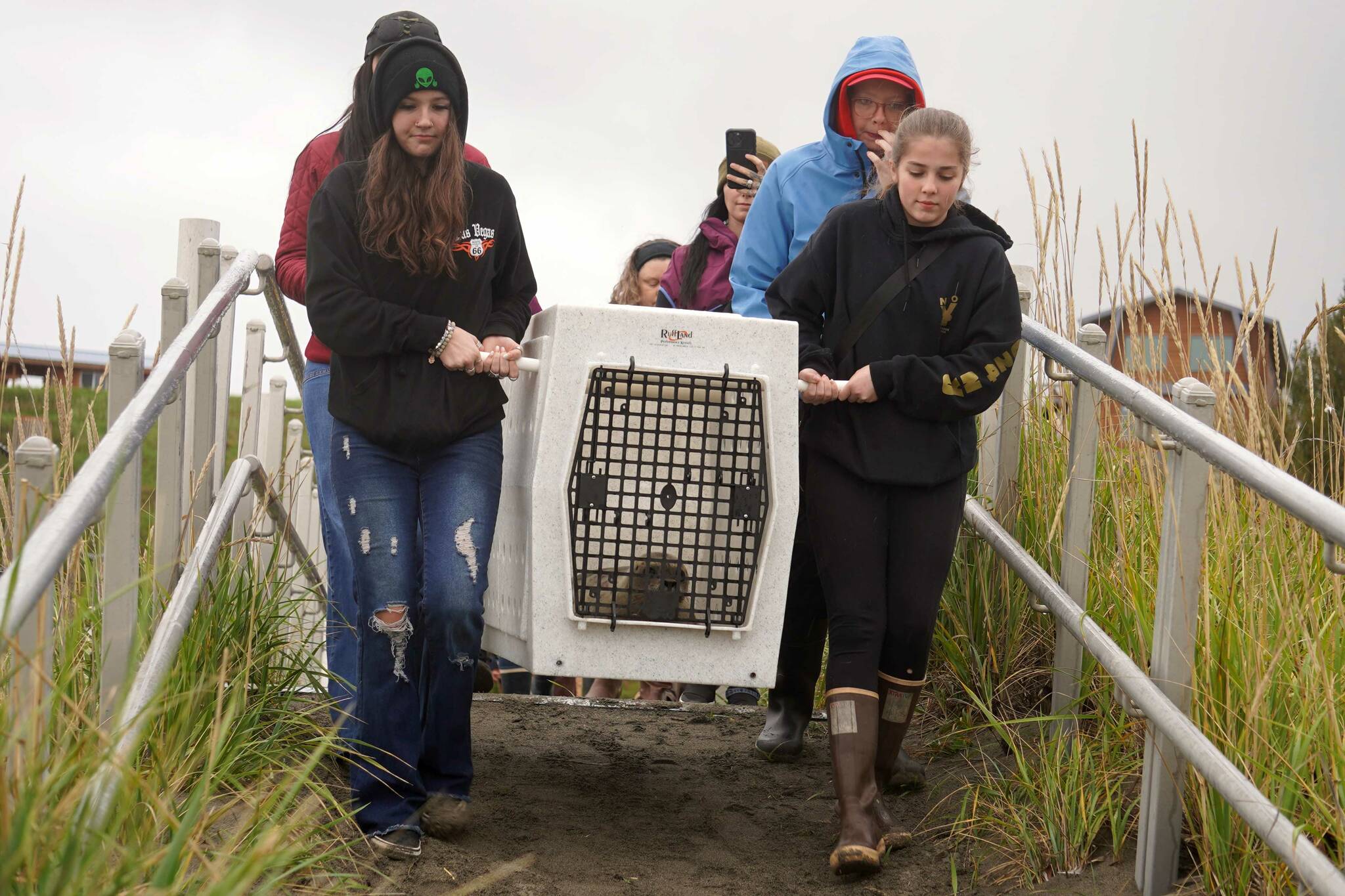 Seals are carried out toward the mouth of the Kenai River to be released from the Alaska SeaLife Center’s Wildlife Response Program at North Kenai Beach in Kenai, Alaska, on Thursday, Sept. 5, 2024. (Jake Dye/Peninsula Clarion)