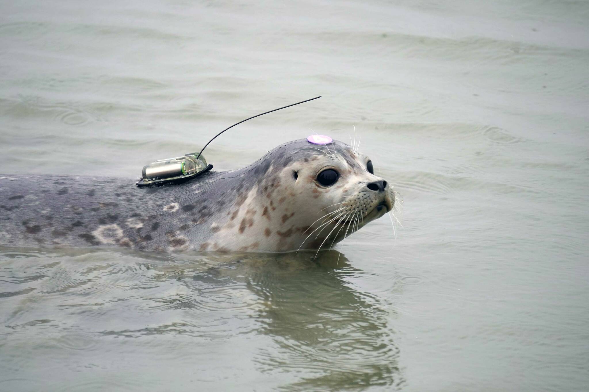 Peperoncini swims out into the mouth of the Kenai River after being released from the Alaska SeaLife Center’s Wildlife Response Program at North Kenai Beach in Kenai, Alaska, on Thursday, Sept. 5, 2024. (Jake Dye/Peninsula Clarion)