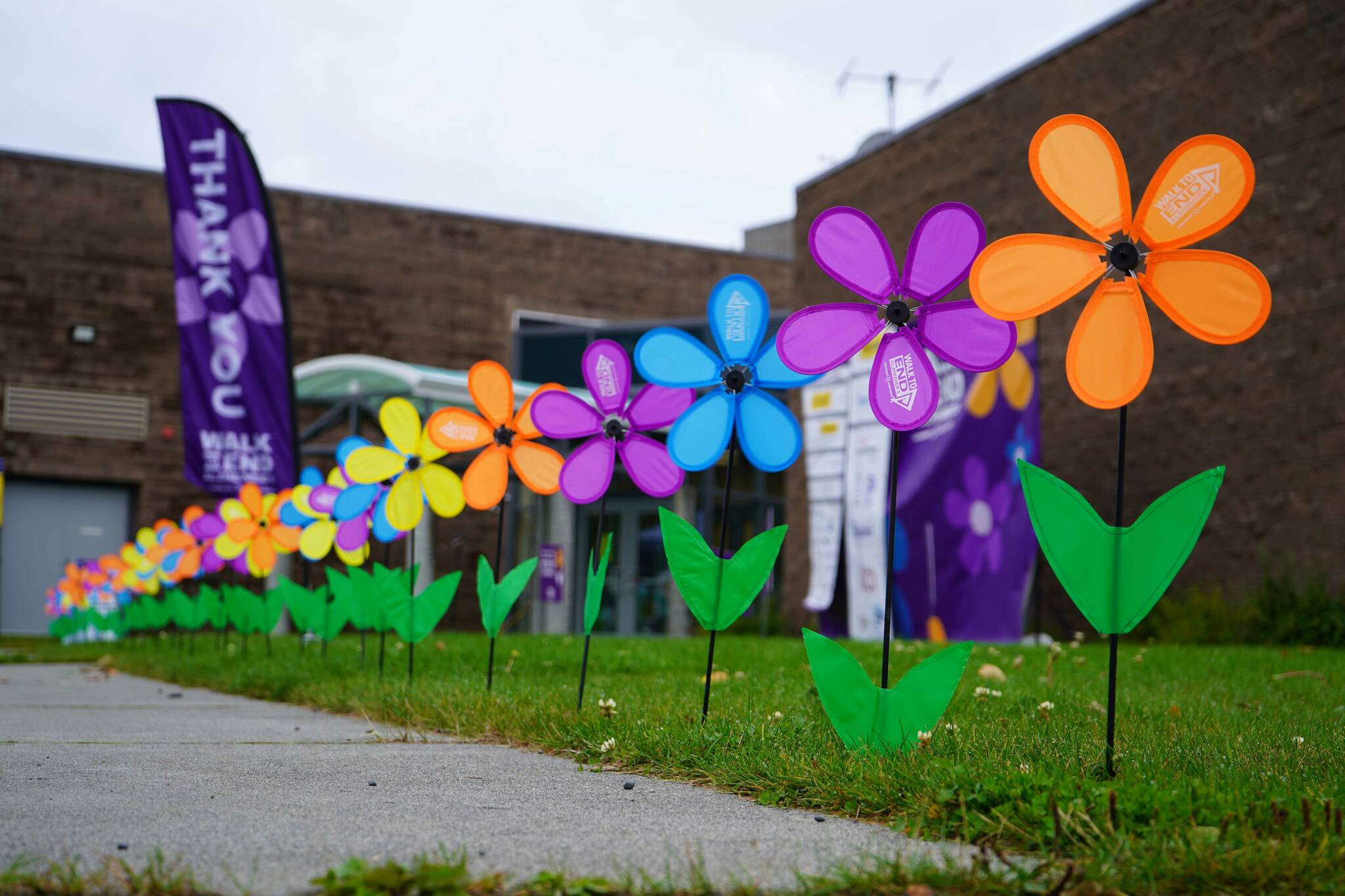 Promise flowers line a pathway at the Second Annual Kenai Peninsula Walk to End Alzheimer’s at the Challenger Learning Center of Alaska in Kenai, Alaska, on Saturday, Sept. 7, 2024. (Jake Dye/Peninsula Clarion)