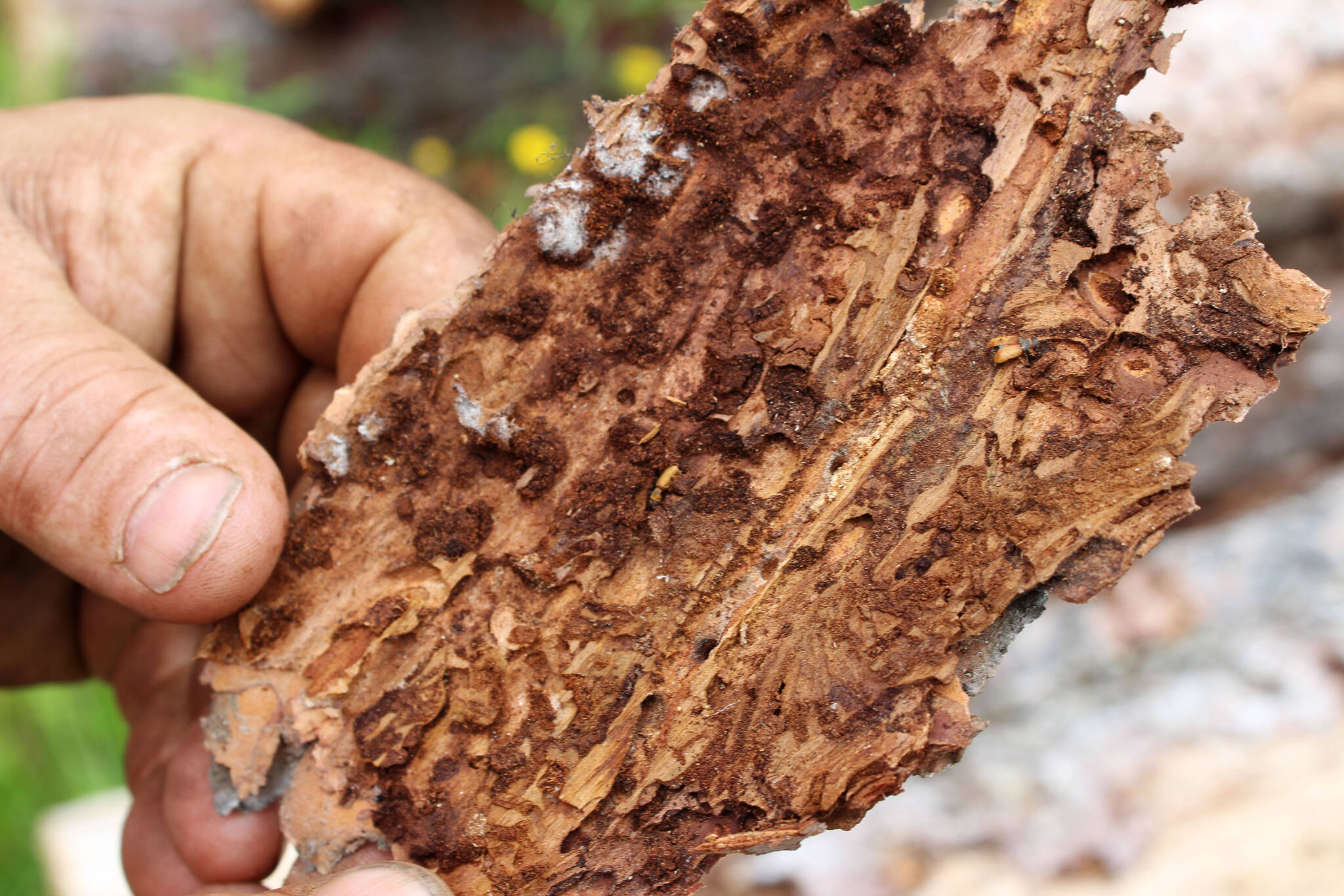 A spruce bark beetle is seen on the underside of a piece of bark taken from logs stacked near Central Peninsula Landfill on Thursday, July 1, 2021, near Soldotna, Alaska. (Ashlyn O’Hara/Peninsula Clarion)