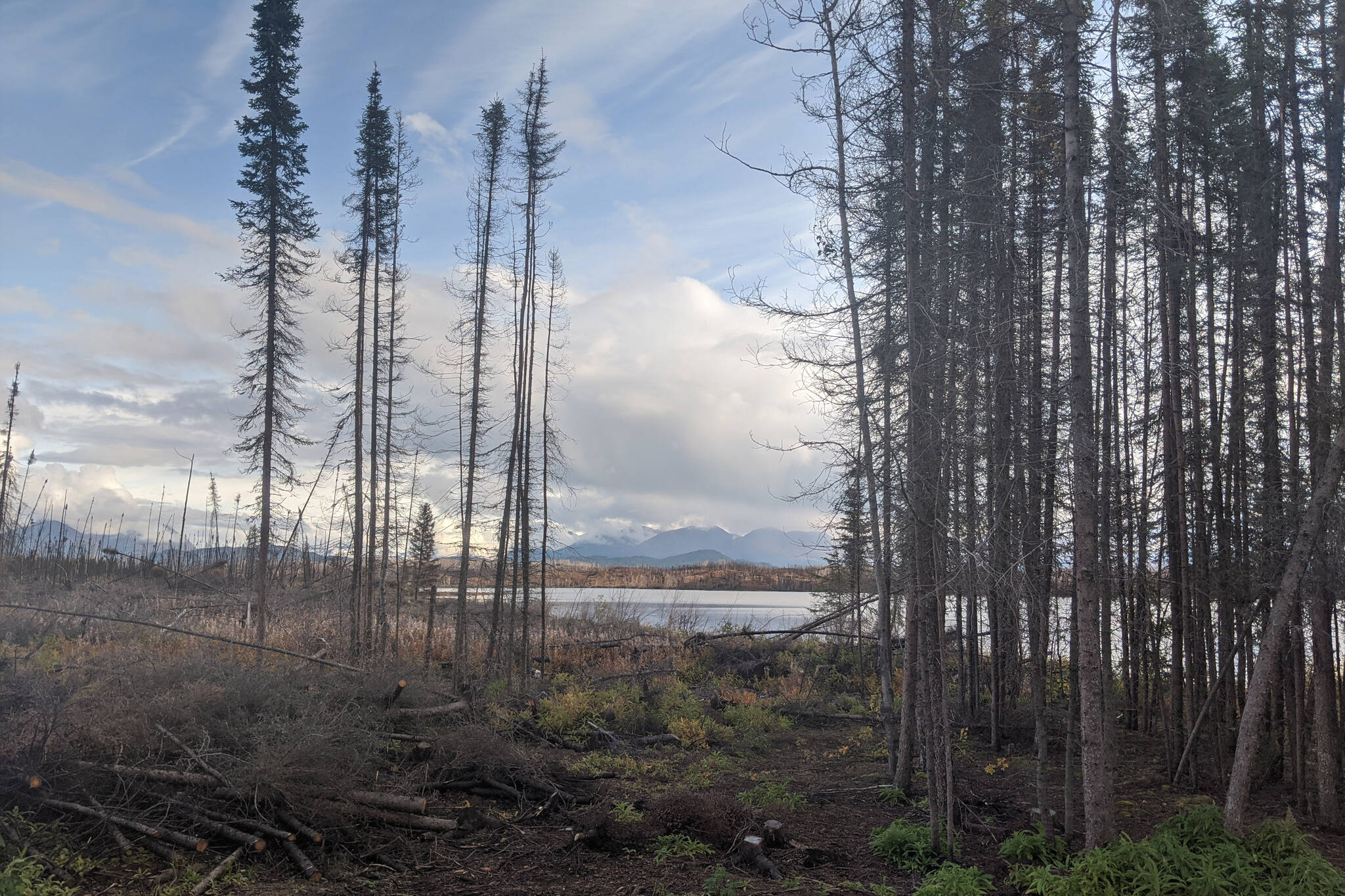 Downed trees are seen in the Kenai National Wildlife Refuge in September 2020. (Photo by Erin Thompson/Peninsula Clarion)