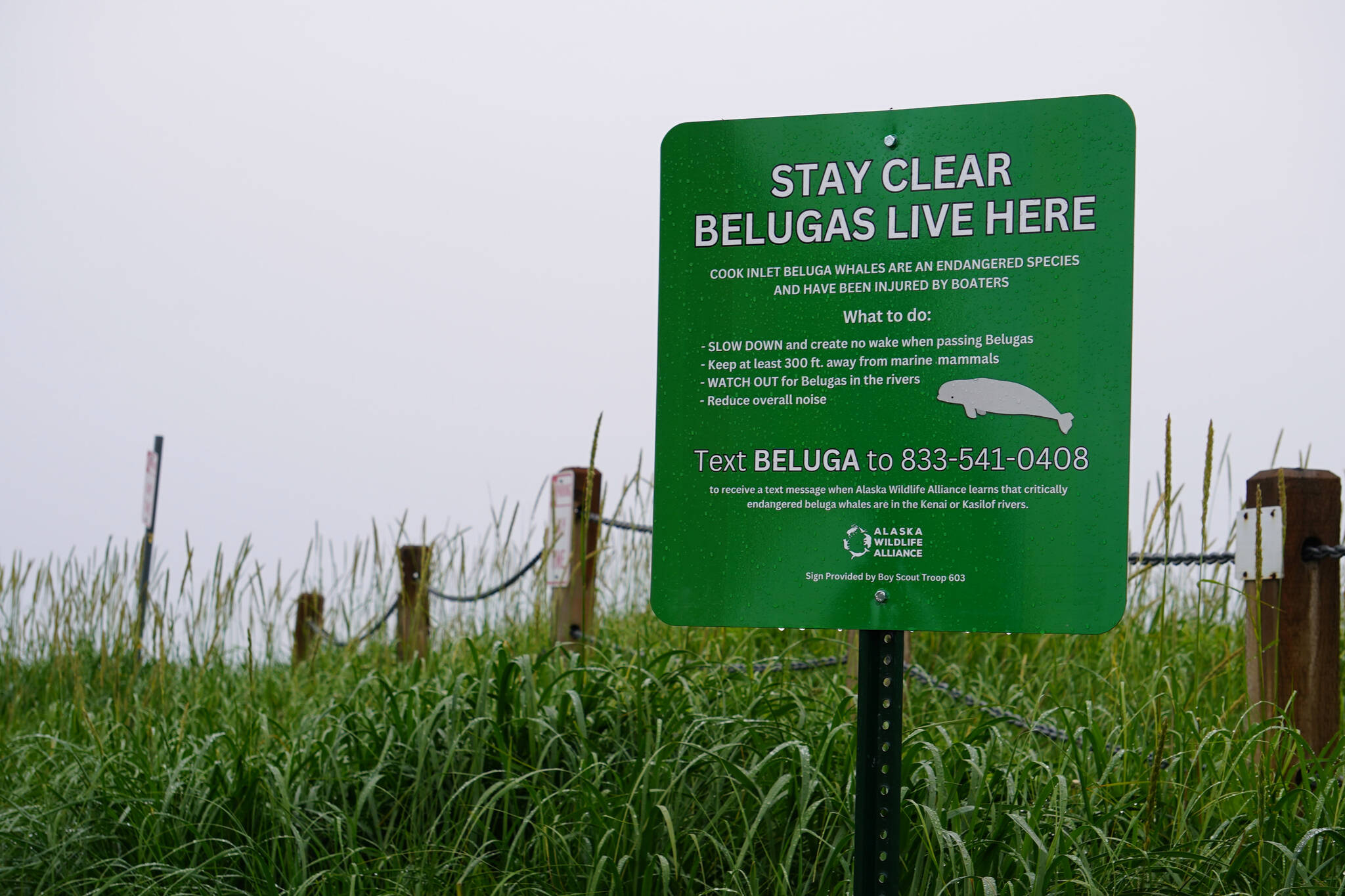 A sign warns of the presence of endangered Cook Inlet beluga whales at the Kenai Beach in Kenai, Alaska, on Monday, July 10, 2023. (Jake Dye/Peninsula Clarion)