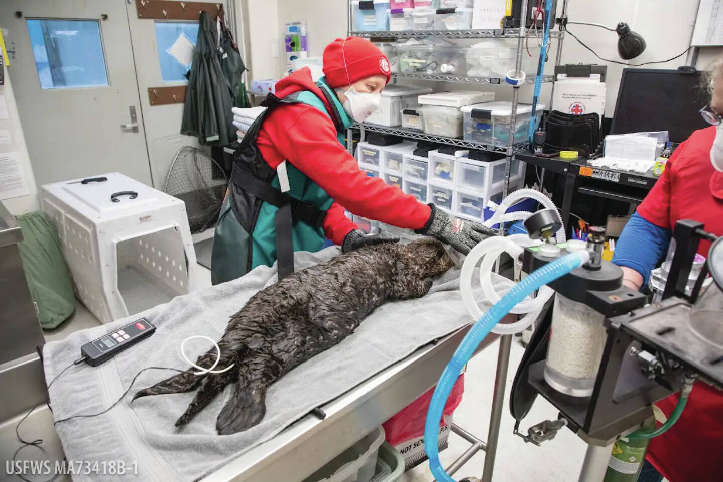 Photo by Kaiti Grant/courtesy Alaska SeaLife Center
Alaska SeaLife Center Wildlife Response Team members treat a juvenile northern sea otter that was admitted for care on Nov. 16 in Seward.