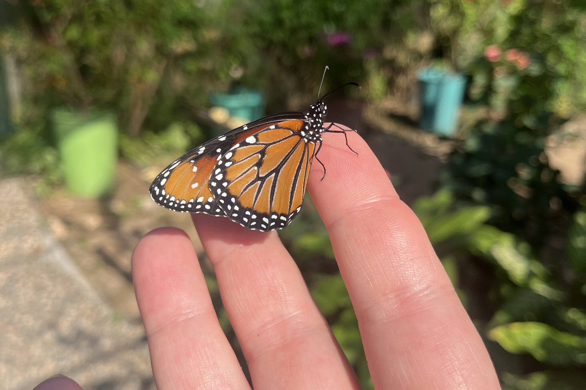 A butterfly rests on a hand in this undated photo. (Photo by Meredith Harber/courtesy)