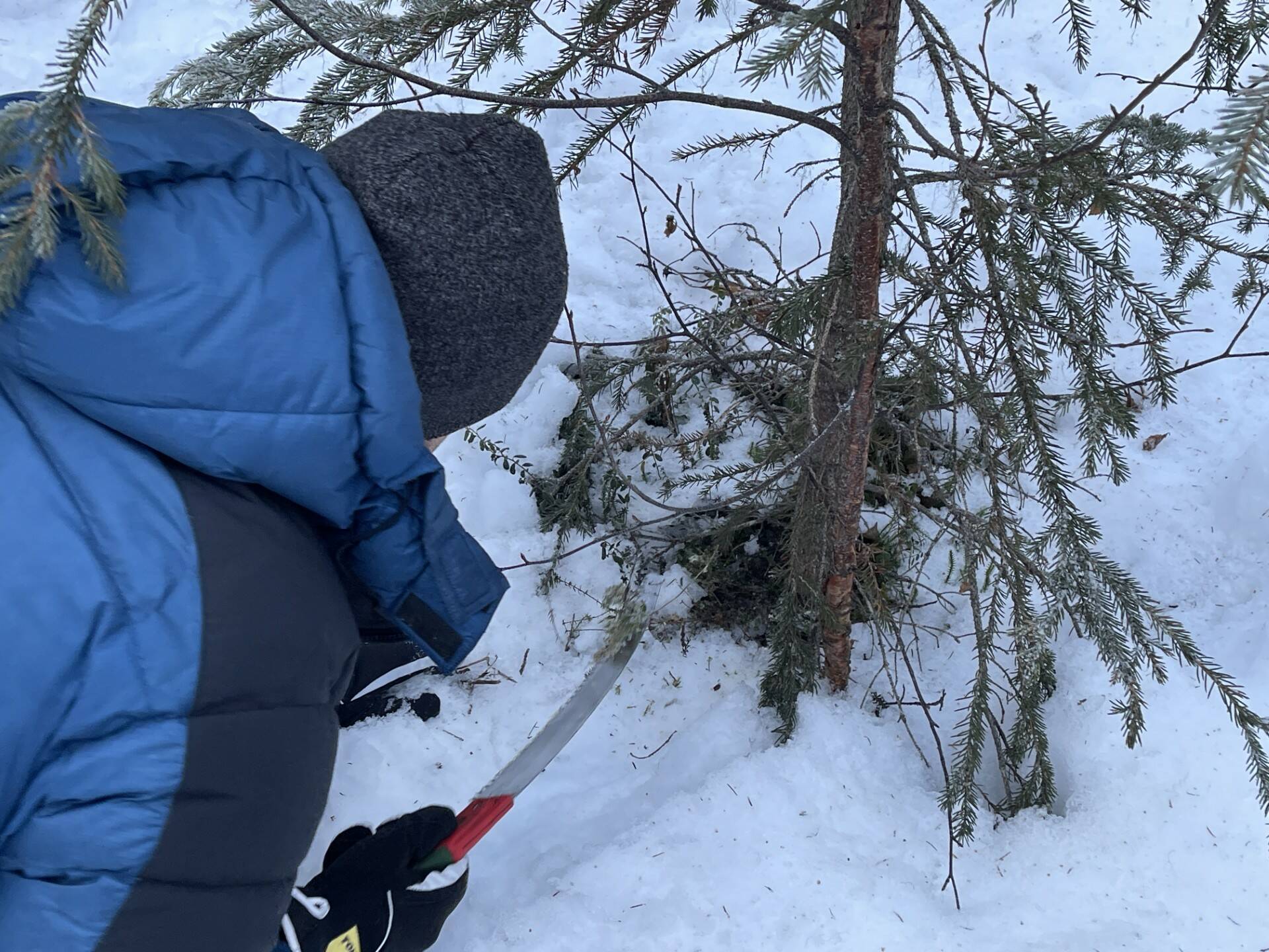 Clarion Sports Editor Jeff Helminiak harvests a newsroom Christmas tree from the Kenai National Wildlife Refuge near Arc Lake outside of Soldotna, Alaska, on Dec. 3, 2023. (Jake Dye/Peninsula Clarion)