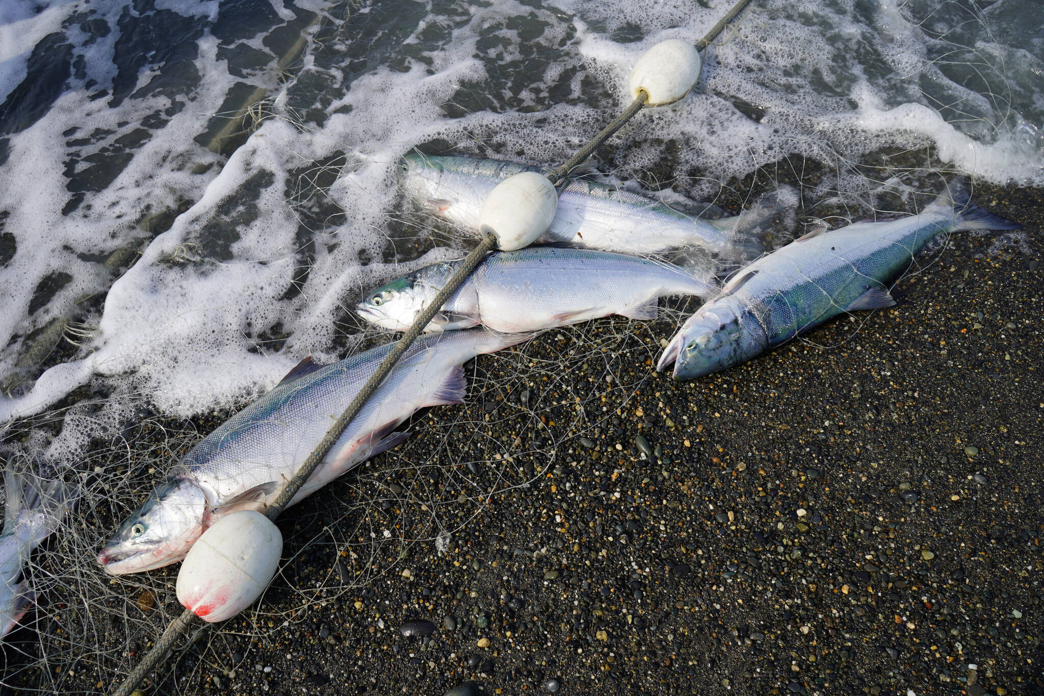 Sockeye salmon caught in a set gillnet are dragged up onto the beach at a test site for selective harvest setnet gear in Kenai, Alaska, on Tuesday, July 25, 2023. (Jake Dye/Peninsula Clarion)