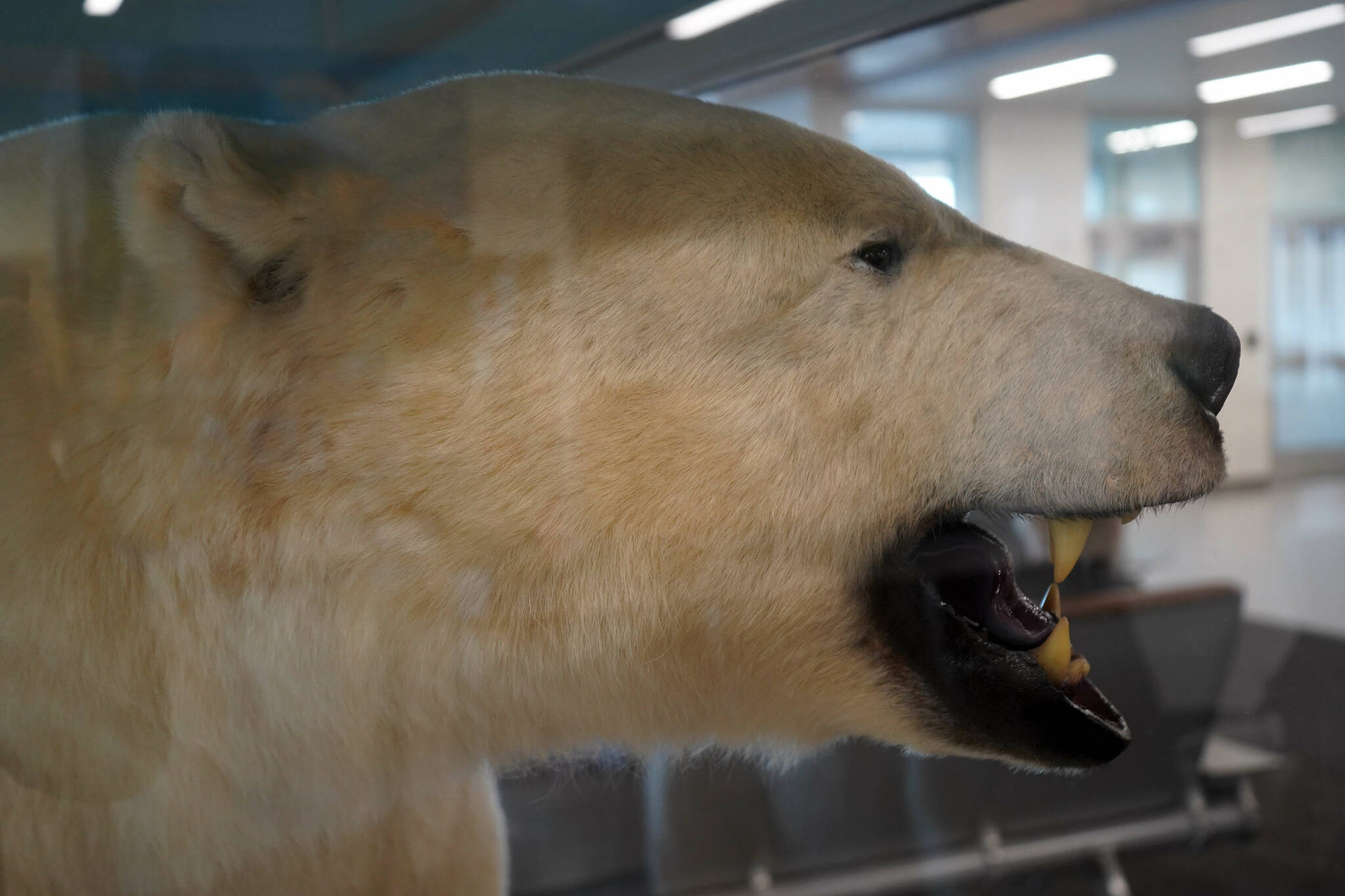 A preserved polar bear is displayed at the Kenai Municipal Airport in Kenai, Alaska, on Thursday, March 6, 2025. (Jake Dye/Peninsula Clarion)